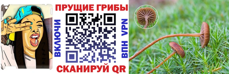 закладка  Тетюши  Галлюциногенные грибы прущие грибы 